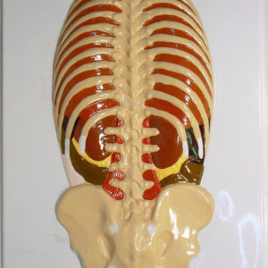 1.-Расположение-органов-брюшной-полости-(2-планшета)