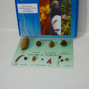 Коллекция Шишки плоды и семена деревьев и кустарников