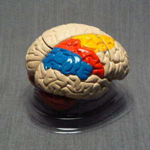 Мозг человека (цветной)