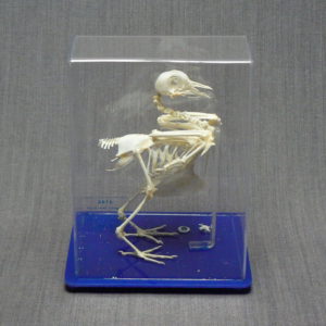 Скелет голубя