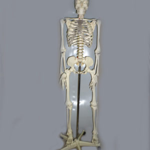 Скелет человека170